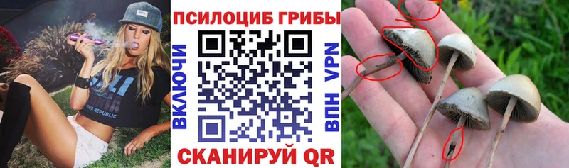 магазин продажи   Теберда  блэк спрут ТОР  Псилоцибиновые грибы GOLDEN TEACHER 